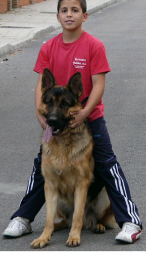 mi perro es un pastor aleman de 3 años, era un perro incontrolable y ahora es muy docil gracias a mi persistencia en lo que aprendo dieriamente